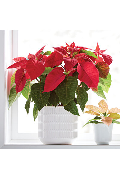 Tunç Botanik ATATÜRK ÇİÇEĞİ PONSETYA 3 ADET 30-40 CM / KIRMIZI SALON BİTKİSİ
