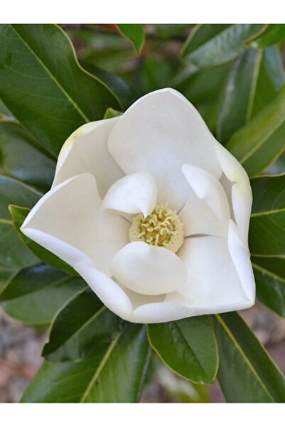 fidanistanbul Manolya Fidanı Yaprak Dökmeyen Magnolia grandiflora 100 cm