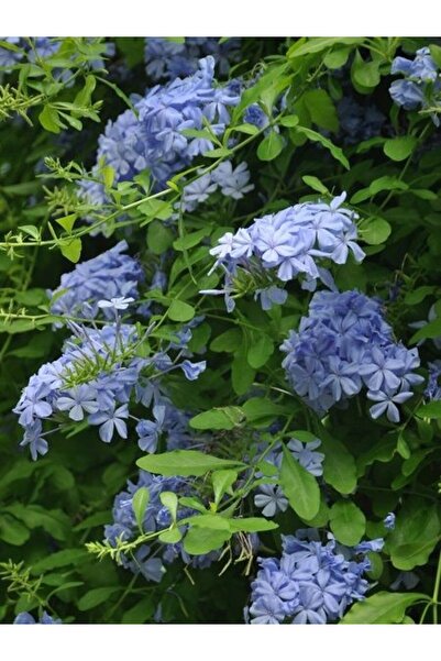 fidanistanbul Mavi Yasemin Fidanı Plumbago auriculata Royal Cape 80 100 cm Sa...