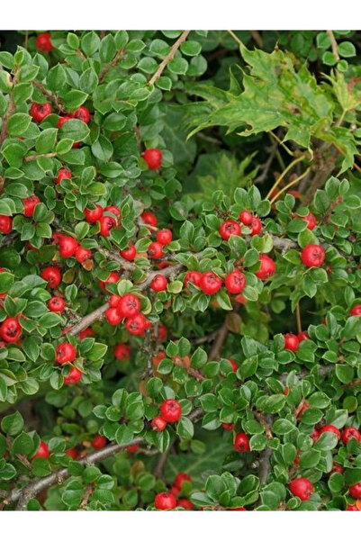 Herdem Green Medlar Cotoneaster dammer Coral Beauty in Pot