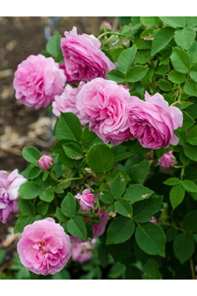 fidanistanbul Sarmaşık Gül Fidanı Isparta Gülü Rosa rampicanti 60 cm Saksıda