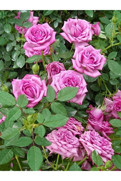 fidanistanbul Viyolet Parfume Gül Fidanı Rosa laxa Saksıda