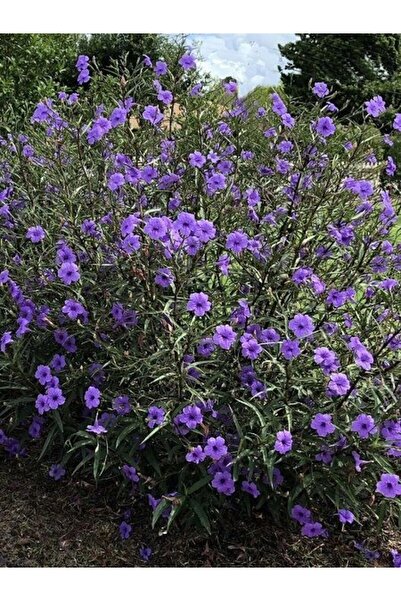 fidanistanbul Mor Meksika Petunyası Ruellia brittoniana Katie İthal Saksıda