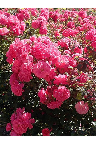 fidanistanbul Pembe Peyzaj Meilland Gülü Fidanı Rosa floribunda Bad Birnbach ...