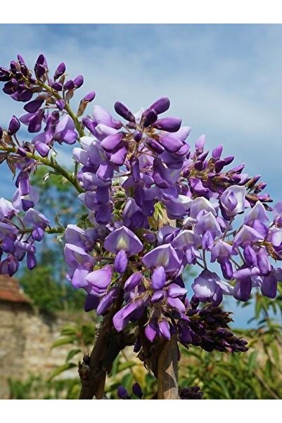 fidanistanbul Mor Salkım Kısa Salkımlı Wisteria brachybotrys Iko Yama Fuji İt...