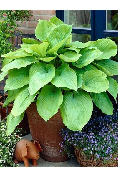 fidanistanbul Yeşil Ağustos Zambağı Hosta Sum and Substance Saksıda