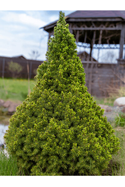 fidanistanbul Konik Ladin Fidanı Picea glauca Conica Saksıda 20 30 cm