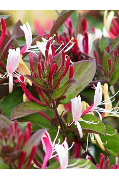 fidanistanbul Himalaya Hanımeli Fidanı Lonicera japonica repens Purpurea 60 8...