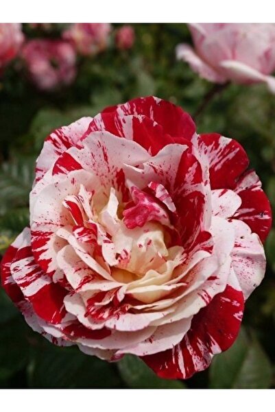 fidanistanbul Baston Gül Fidanı Türkiyem Rosa ad alberello Harlequin 120 cm S...