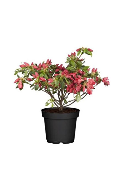 fidanistanbul Açelya Fidanı Azalea Japonica, 20-40 Cm, Ithal, Saksıda