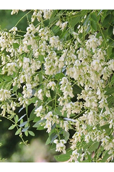 fidanistanbul Japon Sofora Ağacı Macar Akasyası Sophora japonica 60 80 cm Sak...