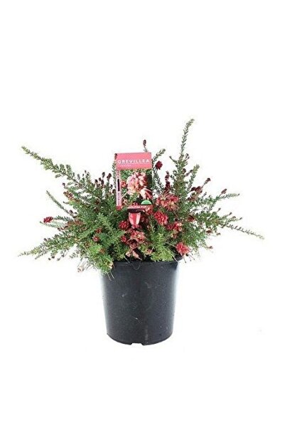 fidanistanbul Gravilla Sarkıcı Bodur Grevillea lanigera Saksıda
