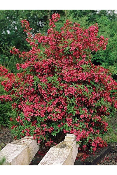 fidanistanbul Yeşil Yapraklı Kırmızı Çiçekli Gelin Tacı Weigela florida Newpo...