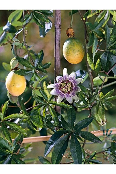 fidanistanbul Çarkıfelek Çiçeği Fidanı Süs Meyveli Passiflora caerulea PROMOSYON