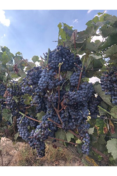 fide marketim 1 Yaş Açık Kök Üzüm Fidesi