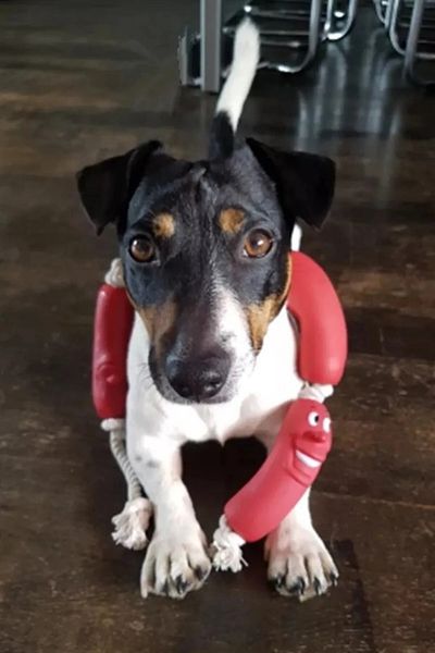 TİNEKE Dog Toy for Sausage Dogs