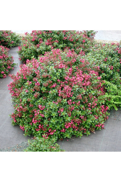 Tunç Botanik ESKOLONYA ÇALISI PEMBE ÇİÇEKLİ 10 ADET - Escallonia Cardinallis