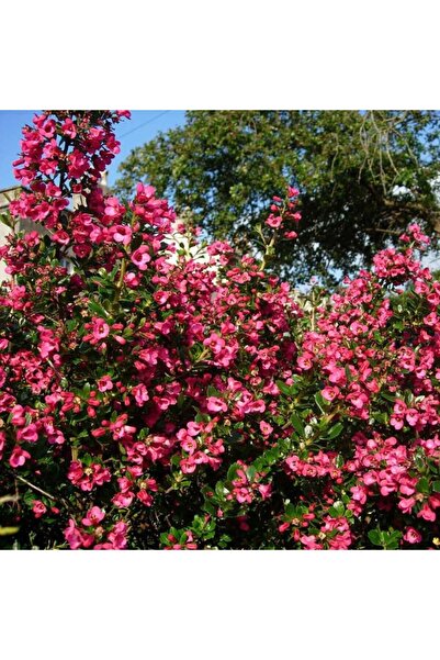 Tunç Botanik ESKOLONYA ÇALISI PEMBE ÇİÇEKLİ 10 ADET - Escallonia Cardinallis