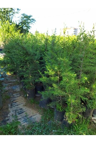 Mevsim Fidancılık Toros Sedir Çam Fidanı Boy 40cm) ( Katran Çam Fidanı )