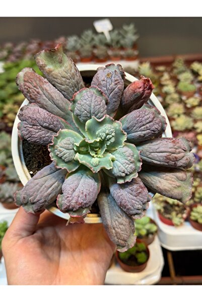 SukuLand Echeveria Linguas koleksiyonluk özel tür sukulent 15cm saksıda