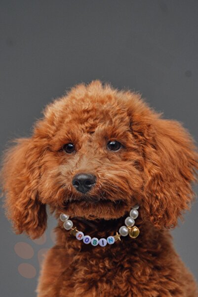 Petella İsimli Köpek Tasması Cam İncili Köpek Kolyesi Ayarlanabilir Köpek Boyun Tasması