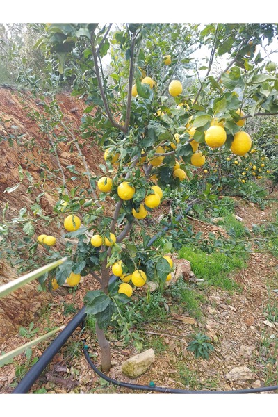 HAS ORGANİK Limon 1 kg (Dalından Taze Hasat)