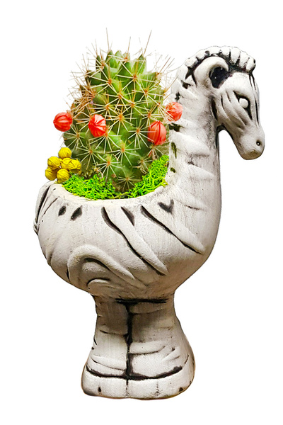 çiçekseli Kuru Çiçekli Kaktüs Zebra Seramik Saksıda Tasarım& Canlı Bitki & He...