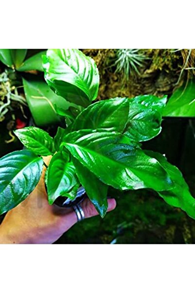 İthâl Bitki Anubias Heterophylla Saksı Canlı Bitki XXL 5-7 Yaprak
