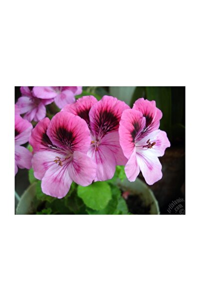 Mimoza Alacalı Pembe Sakız Sardunya Fidanı 10-20 cm