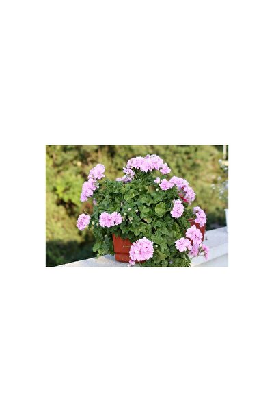 Mimoza Sakız Sardunya Sarkıcı Bitki