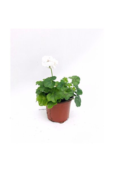 Mimoza Sakız Sardunya Beyaz Renk