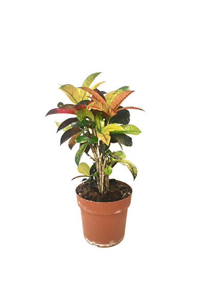 Betonish Codiaeum Variegatum 'Mrs Iceton' (Kraton Çiçeği)