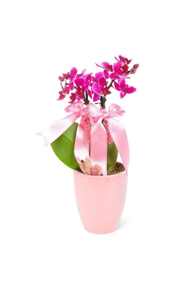 Nemabahçe Mini Orkide - Pembe Sweet Lily