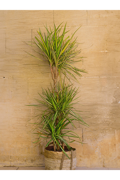 Ethos Plant Dracaena Marginata Çift Gövde 90 - 110 cm Canlı Ev Bitkisi Ofis Bitkisi Salon Bitkisi İç Mekan