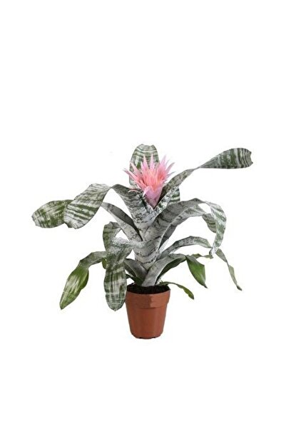 fidanistanbul Açmeya Çiçeği Kupa Çiçeği Aechmea fasciata Saksıda