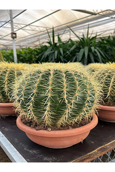 fidanistanbul Altınfıçı Kaktüsü Echinocactus grusonii Saksıda