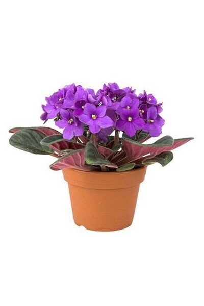 fidanistanbul Afrika Menekşesi Çiçeği Saintpaulia Jonantha Saksıda