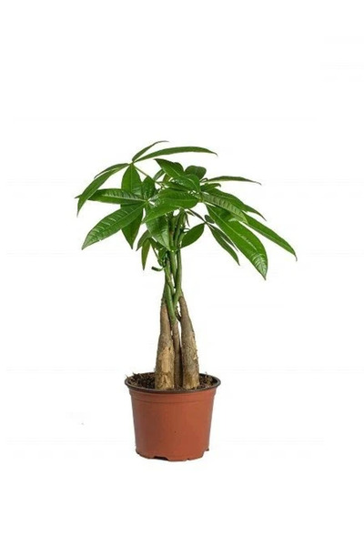 fidanistanbul Örgülü Para Çiçeği Pachira Aquatica 20 40 cm Saksıda