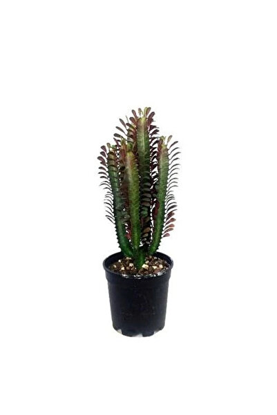 fidanistanbul Bordo Süt Ağacı Euphorbia trigona Rubra Saksıda
