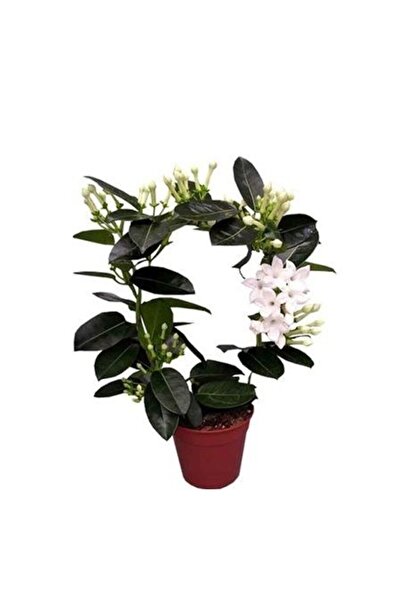 fidanistanbul Madagaskar Yasemini İthal Stephanotis Floribunda Saksıda
