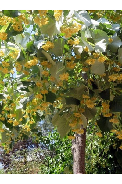 fidanistanbul Ihlamur Fidanı Tilia tomentosa Silver Linden 120 cm Saksıda