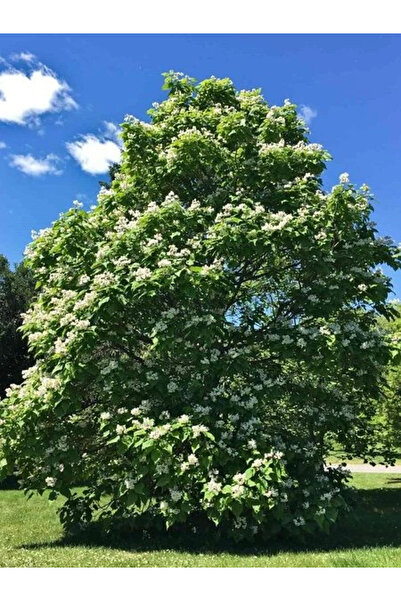 fidanistanbul Katalpa Sigara Ağacı Catalpa bignonioides 80 100 cm Saksıda
