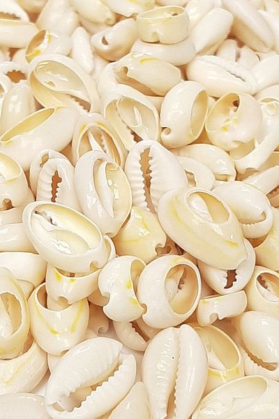 Hayalperest boncuk Cream Greyhound Bead Seashell