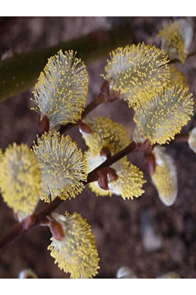 fidanistanbul Keçi Söğüdü Salix caprea 40 60 cm Saksıda