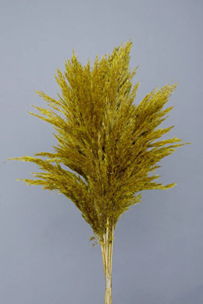 Dekora Çiçek Şoklanmış Pampas Otu Sarı Renk 10 adet 100 cm Dekoratif Gerçek K...