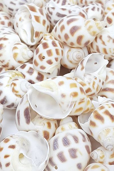 Hayalperest boncuk Brown Oyster Patterned Seashell