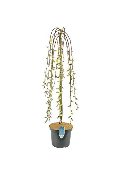 fidanistanbul Paraşüt Keçi Söğüdü Salix caprea Pendula 100 cm Saksıda