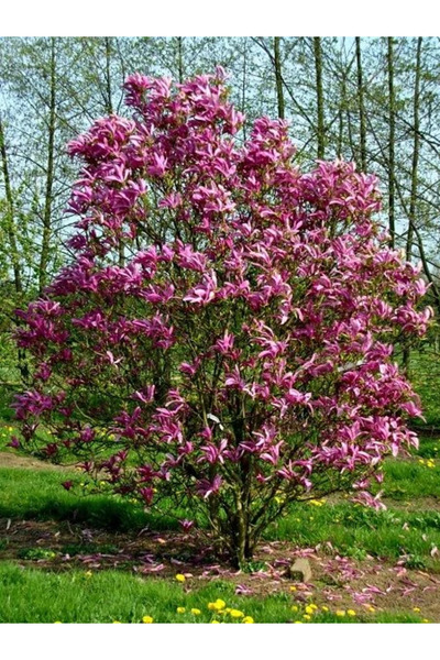 fidanistanbul Yaprak Döken Manolya Pembe Çiçekli Magnolia liliiflora Susan 10...