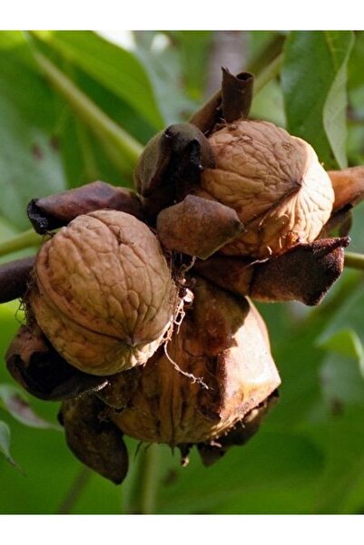 fidanistanbul Ceviz Fidanı Fernor 120 cm 4 Yaş Saksıda