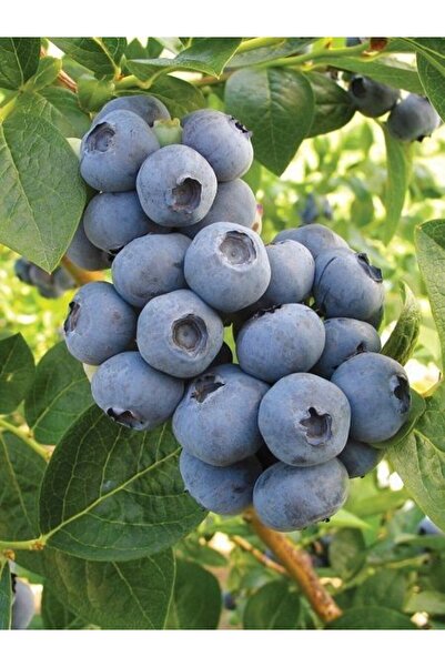 fidanistanbul Yaban Mersini Fidanı Vaccinium corymbosum TORO 3 Yaş Saksıda